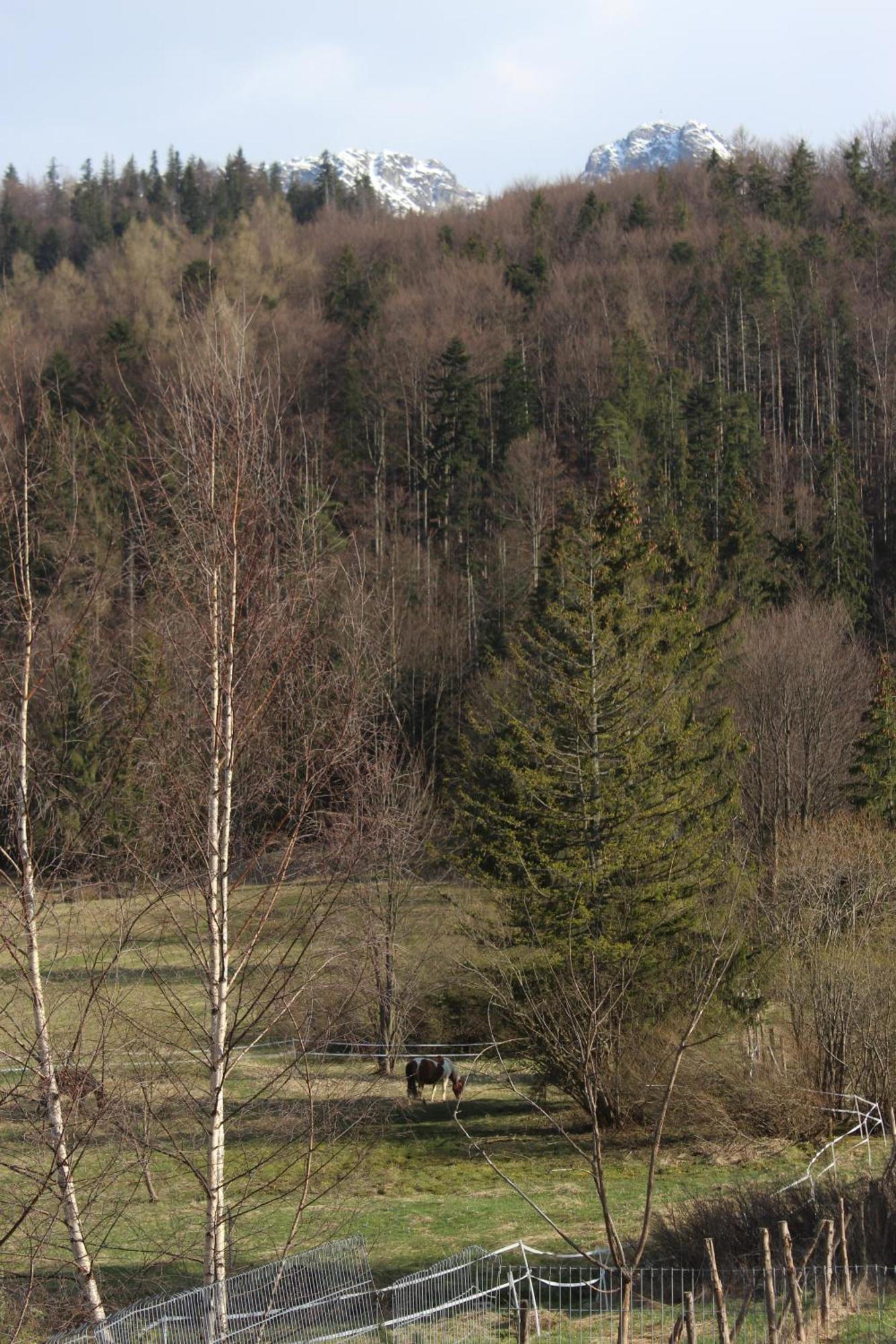 Apartament Blisko Szlaku Zakopane Apartment ภายนอก รูปภาพ